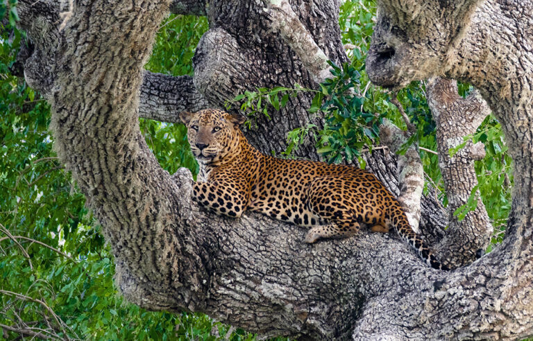 Sri,Lankan,Leopard,At,Yala,National,Park